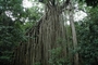 curtain fig tree