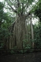 curtain fig tree