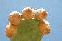 cactus closeup on naxos