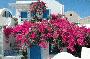 boganvila on santorini