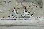changing of the guards in front of the parliament building in athens